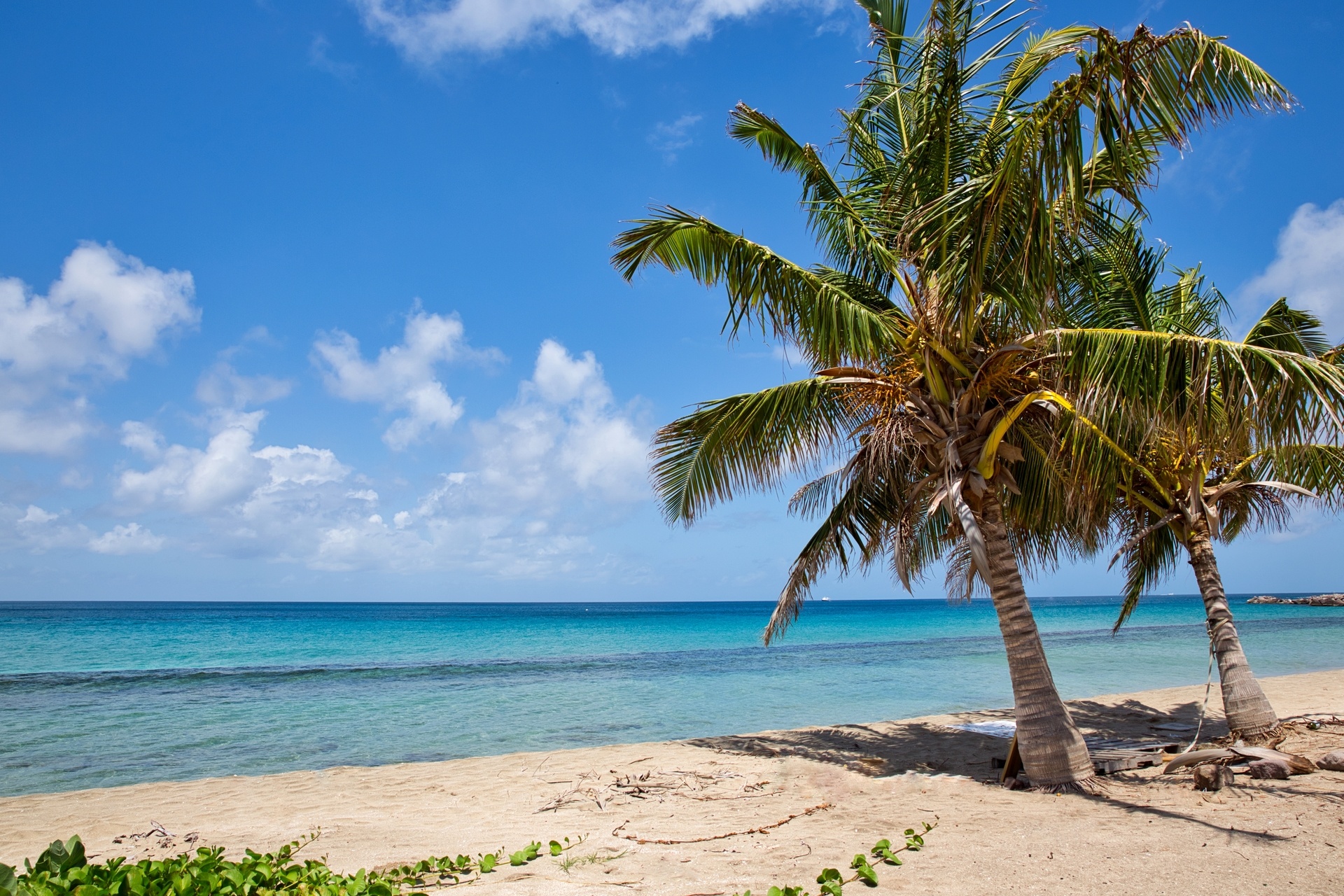 🇰🇳 Saint Kitts and Nevis